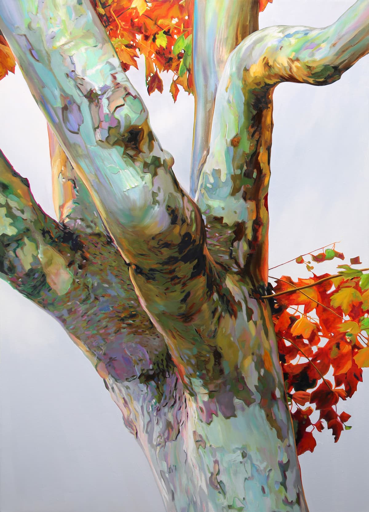 provençal plane tree